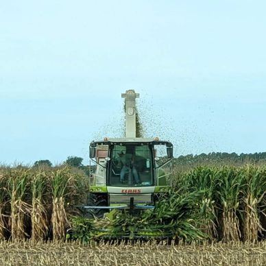 Modern agricultural machinery harvesting corn in a field, with green stalks being processed and debris flying in the air.