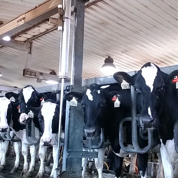 Row of dairy cows in a barn, each wearing identification tags, feeding from stalls under bright lights. The image showcases a modern farming environment focused on dairy production.