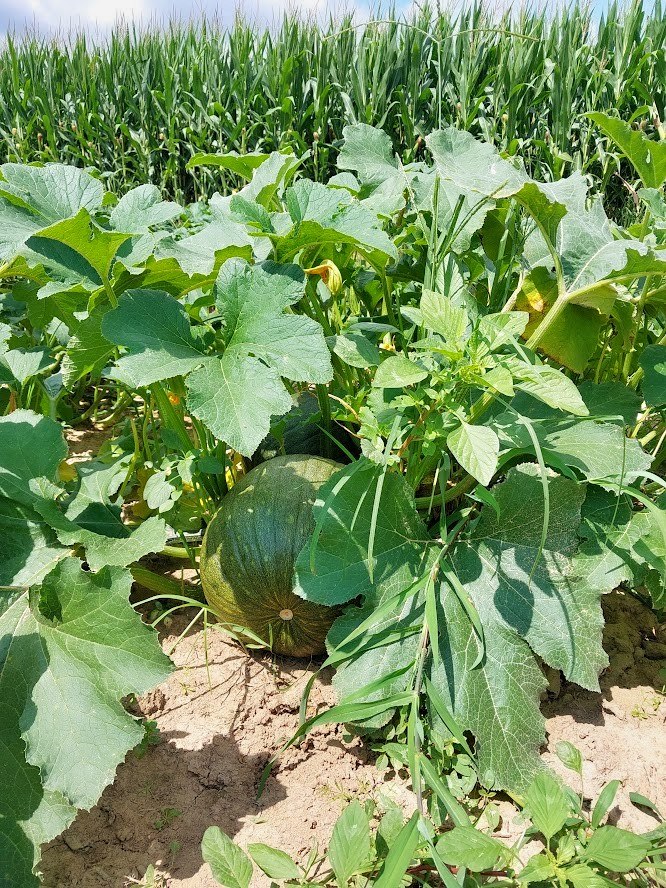 Pumpkin growing amidst lush green leaves in a sunny field, with tall corn plants in the background, showcasing a vibrant agricultural landscape.
